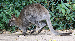 20090827 0287Aw [D~ST] Bennett-Känguru (Macropus rufogriseus), Zoo Rheine