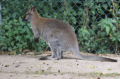 20090827 0288Aw [D~ST] Bennett-Känguru (Macropus rufogriseus), Zoo Rheine
