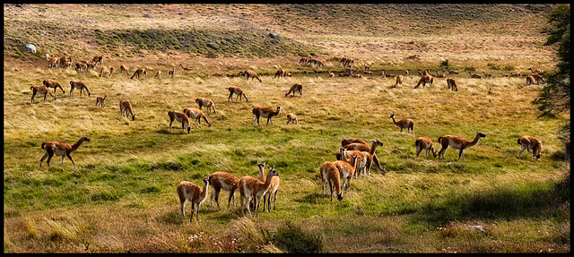 guanaco meadows
