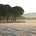 Frosty morning near Valladolid
