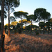 Aleppo Pines near Viana de Cega