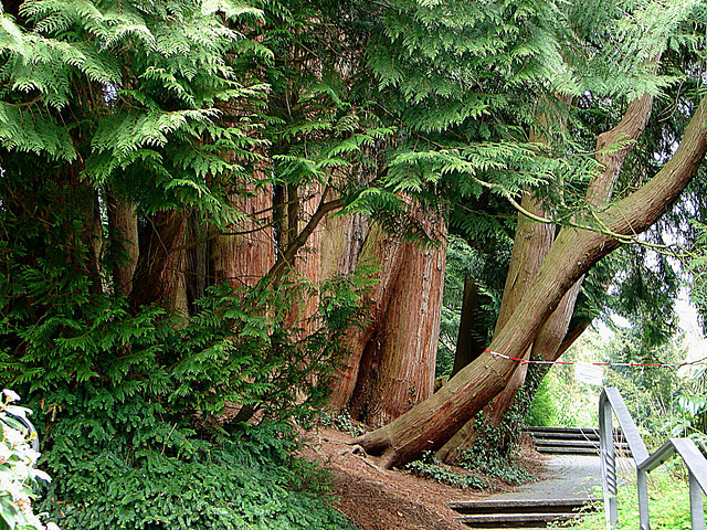 20070424 0170DSCw [D~KN] Urweltmammutbaum (Metasequoia glyptostroboides), Insel Mainau