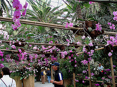 20070424 0186DSCw [D~KN] Orchidee, Insel Mainau