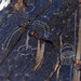 Petroglyphs in Marble Canyon (4671A)