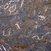 Petroglyphs in Marble Canyon (4678)