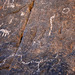 Petroglyphs in Marble Canyon (4679)