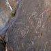 Petroglyphs in Marble Canyon (4681)