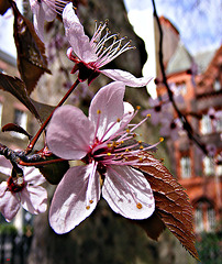 Springtime in Soho