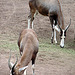 20090611 3216DSCW [D~H] Blässbock, [Buntbock], Zoo Hannover