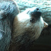 20090611 3242DSCW [D~H] Zweifinger-Faultier, Zoo Hannover