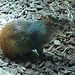 20090611 3244DSCw [D~H] Goldaguti, Zoo Hannover