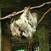 20090611 3251DSCw [D~H] Zweifinger-Faultier, Zoo Hannover