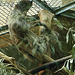 20090611 3252DSCw [D~H] Zweifinger-Faultier, Zoo Hannover