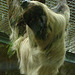 20090611 3253DSCw [D~H] Zweifinger-Faultier, Zoo Hannover