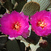 Cactus Flowers (5591)