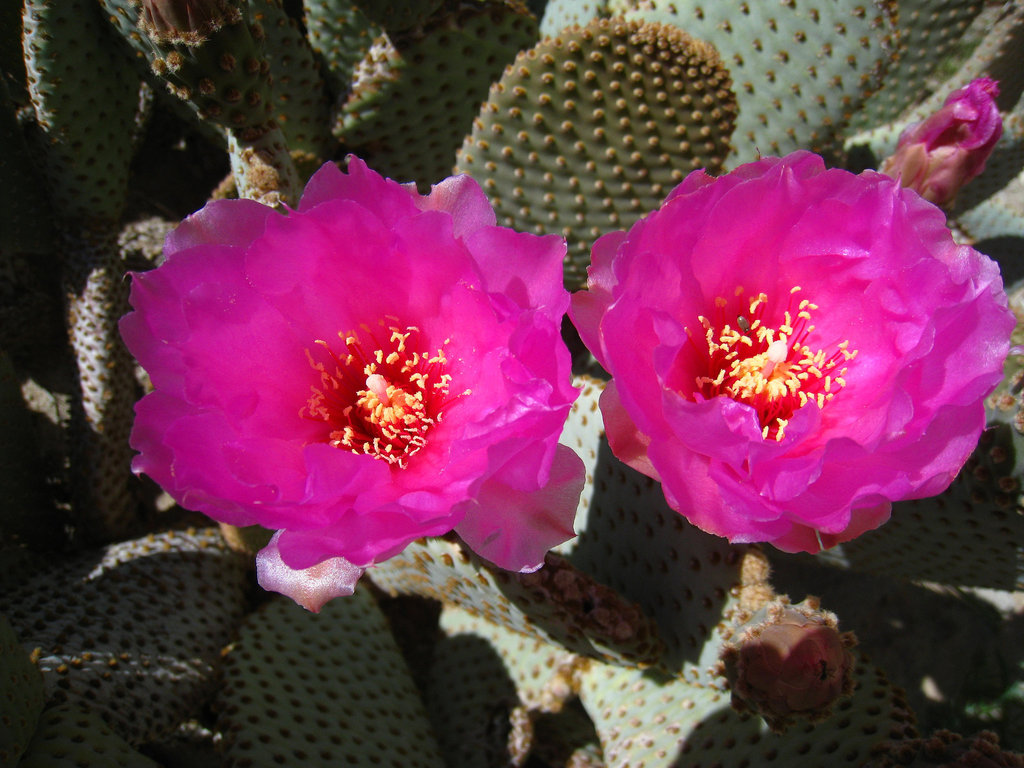 Cactus Flowers (5591)