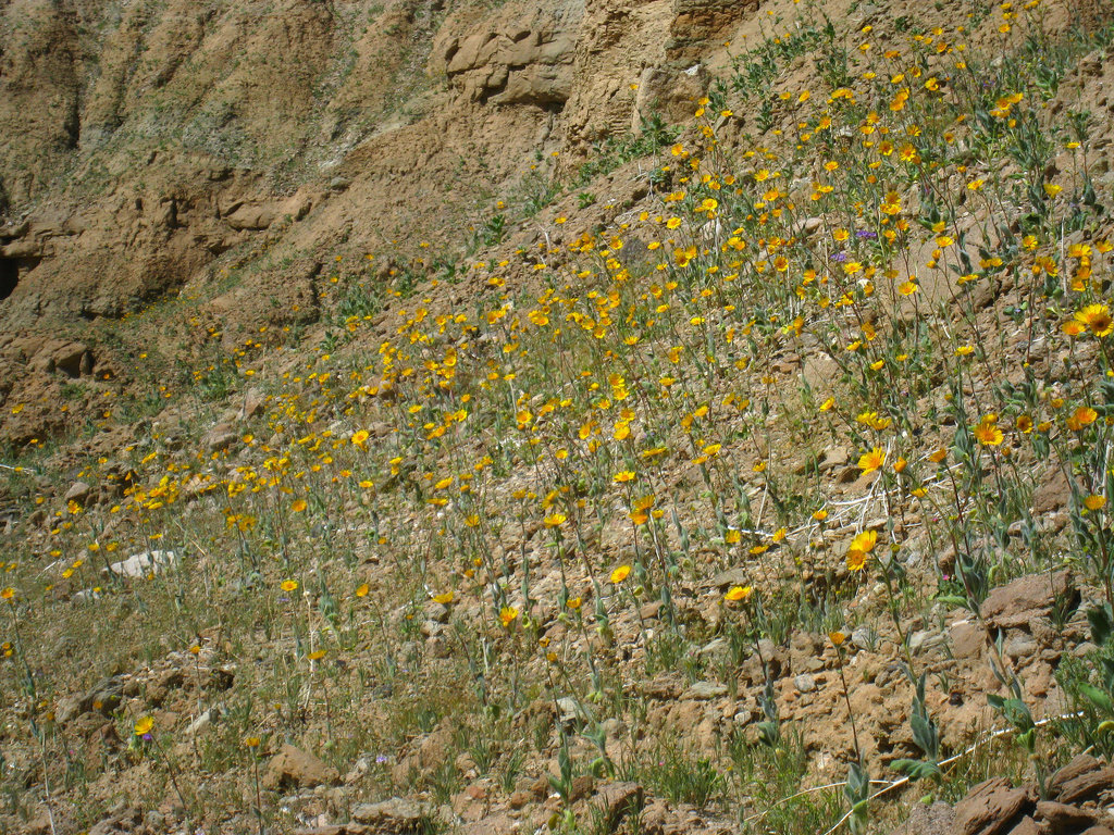 Flowers in Mecca Hills (5590)
