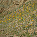 Flowers in Mecca Hills (5590)