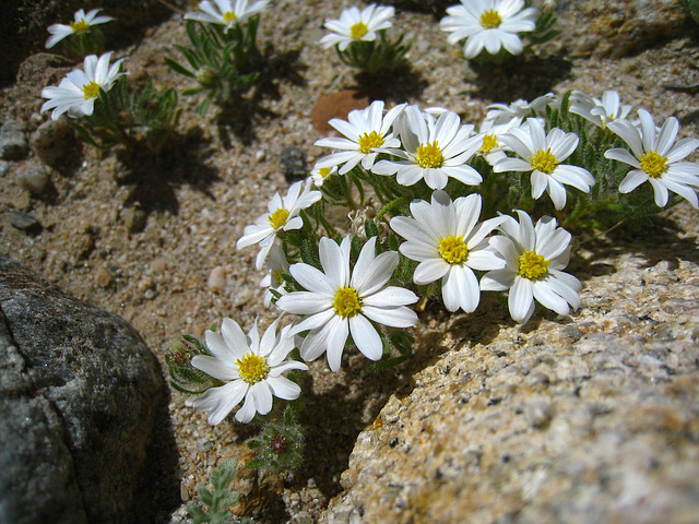 Tiny Flowers in Mecca Hills (5592)