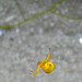 Yellow Spider (5580)