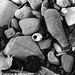 Shell And Rocks On The Beach, Rio, Peloponnese, Greece, 2010