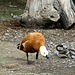 20090611 03197DSCw [D~H] Paradieskasarka (Tadorna variegata) [w+JV], Zoo Hannover