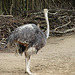 20090611 3167DSCw [D~H] Strauß, Zoo Hannocer
