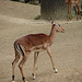 20090611 3168DSCw [D~H] Thomsongazelle, Zoo Hannover
