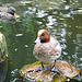 20090611 3188DSCw [D~H] Enten, Zoo Hannover
