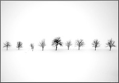 the memory of trees..............