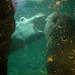 20090611 3176DSCw [D~H] Flusspferd, Zoo Hannover