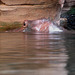 20090611 3178DSCw [D~H] Flusspferd, Zoo Hannover