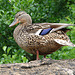 20090611 3179DSCw [D~H] Stockente [w], Zoo Hannover
