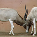20090611 3181DSCw [D~H] Addaxantilope [Mendesantilope], Zoo Hannover