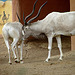 20090611 3182DSCw [D~H] Addaxantilope [Mendesantilope], Zoo Hannover
