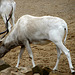 20090611 3184DSCw [D~H] Addaxantilope [Mendesantilope], Zoo Hannover