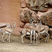 20090611 3186DSCw [D~H] Impala, Zoo Hannover