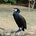 20090611 3189DSCw [D~H] Kormoran, Zoo Hannover