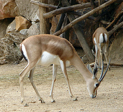 20090611 3191DSCw [D~H] Gazelle?? Zoo Hannover