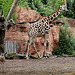 20090611 3192DSCw [D~H] Rothschild Giraffe, Springbock (Antidorcas marsupialis), Zoo Hannover