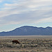 Cattle Grazing Near The Very Large Array (5559)