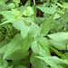 tielnomata fiherbo povas esti freŝe verda herbo - Das sogenannte Unkraut kann ein frisches grünes Kraut  sein