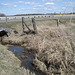 La ruisseau Lochiel / Lochiel stream - Ontario, CANADA - 4 avril 2010