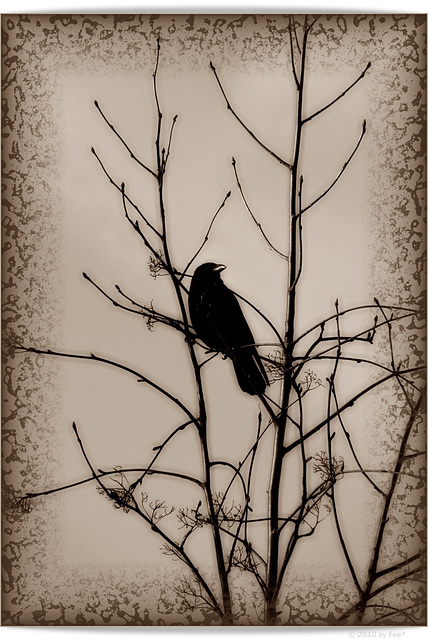 (my) ravencrow