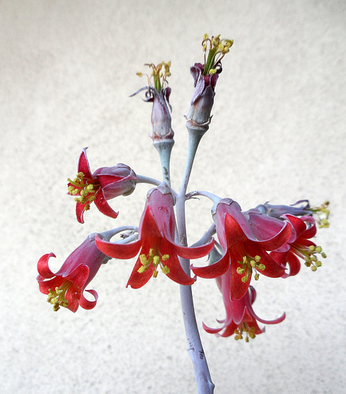 cotyledon undulata cotyledon undulata