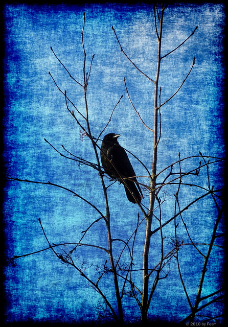 Black Birdie on blue