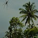 Big spider at the paddyfield