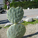 Heart Cactus (5253)