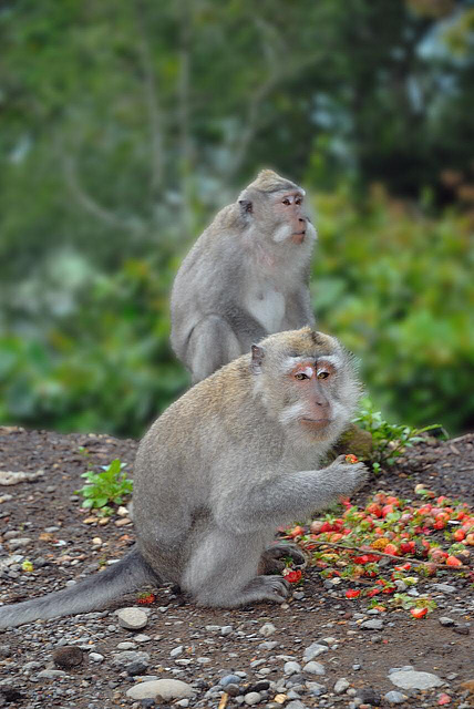Egret monkeys eat strawberries