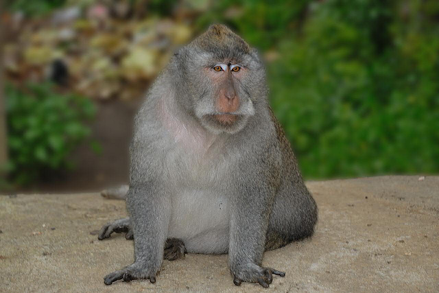 The Macaque Boss